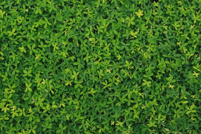 Full frame shot of fresh green leaves