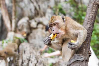 Monkey eating food