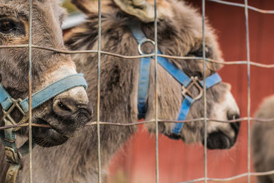 Close-up of a horse