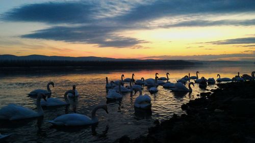 Swans at beach against sky during sunset