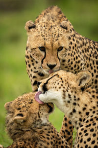 Close-up of three cheetahs washing each other