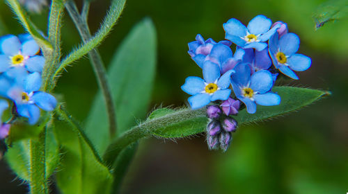 Close-up of purple flowering plant