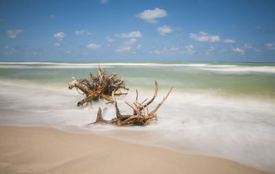 Scenic view of driftwood on beach against sky