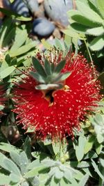 Close-up of red hibiscus blooming outdoors