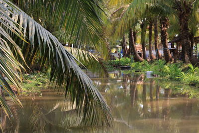 Palm trees by lake