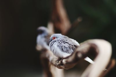 Close-up of bird perching on branch