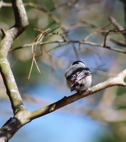 Close-up of bird perching on branch