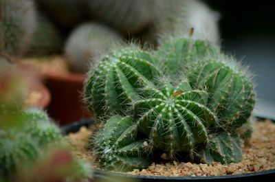 Close-up of cactus plant