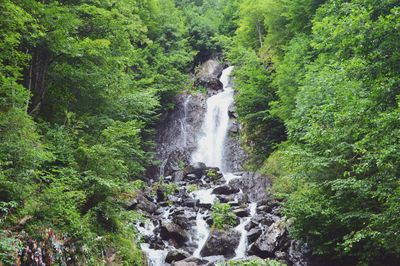 Stream flowing through a forest