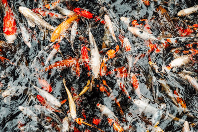 High angle view of koi carps swimming in lake