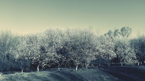 Trees in the dark