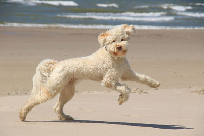 Dog running on beach