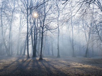 Trees in forest during foggy weather