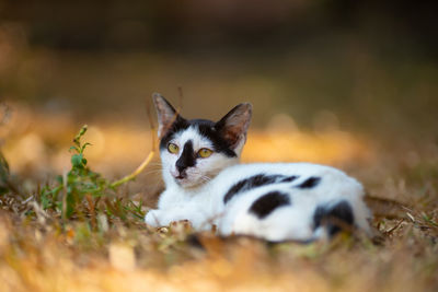 Portrait of a cat on field