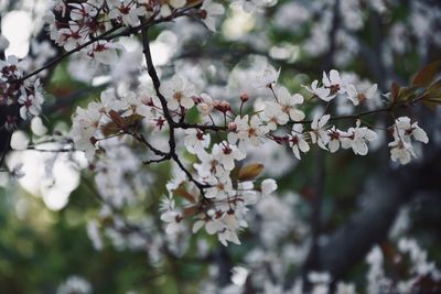 Close-up of cherry blossom tree