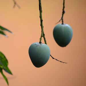 Close-up of mangoes