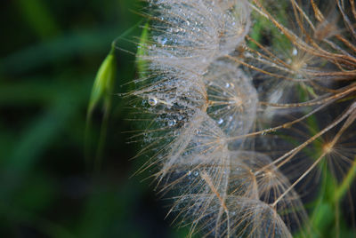 Close-up of dandelion on plant