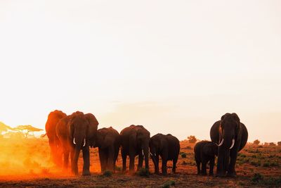 Elephants on landscape during sunset