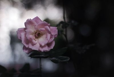 Close-up of pink rose blooming outdoors