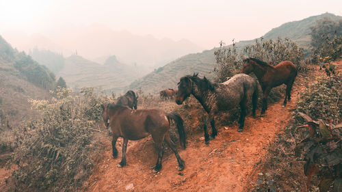 Horses grazing on grassy field