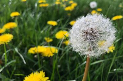 Close-up of yellow dandelion blooming in field