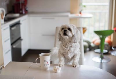 Shih tzu dog at the table in home kitchen