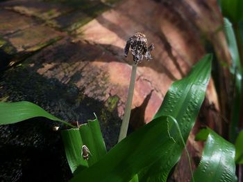 Close-up of insect on plant