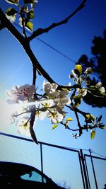 Low angle view of flower tree against clear sky