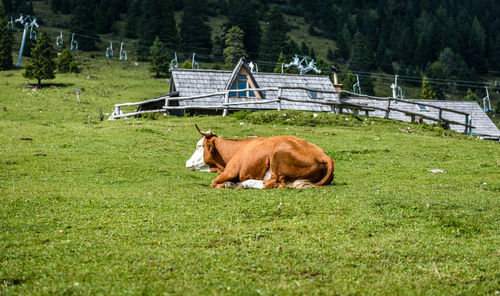 Side view of cow sitting on grassy field