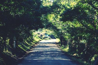 Narrow pathway along trees