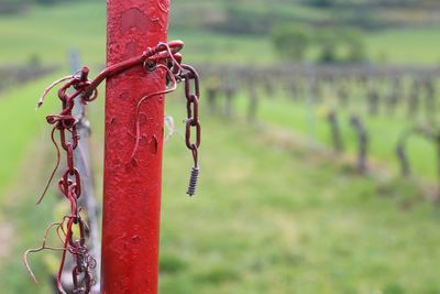 Close-up of chain hanging on metal fence