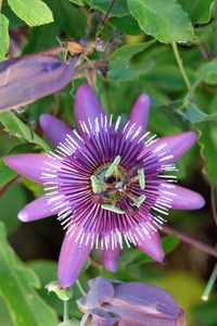 Close-up of bee on purple flower