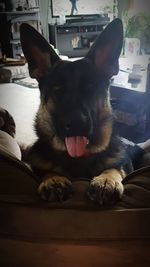 Close-up portrait of dog relaxing at home