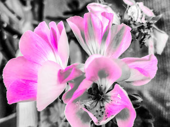 Close-up of pink flowering plant