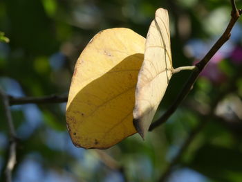 Close-up of leaf on tree