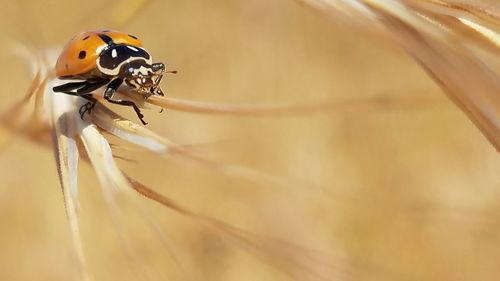 Close-up of ladybug