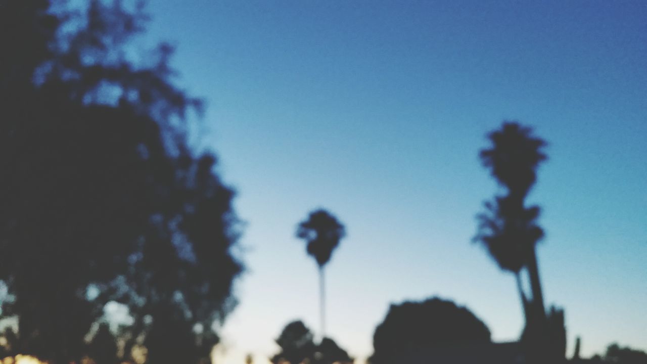 clear sky, blue, low angle view, silhouette, copy space, growth, tree, sky, nature, selective focus, focus on foreground, dusk, outdoors, beauty in nature, no people, flower, day, sunlight, tranquility, close-up