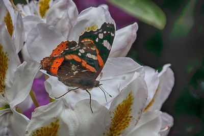 Close-up of butterfly pollinating on flower