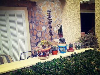 Plants growing in front of building