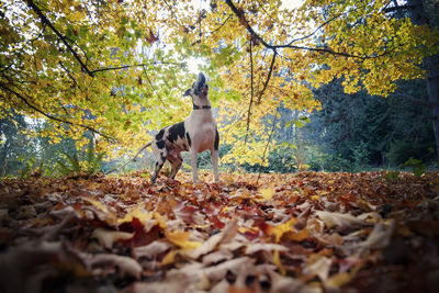 Dog standing in forest during autumn