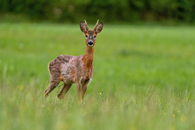 Deer standing on field