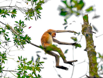 Low angle view of bird perching on branch