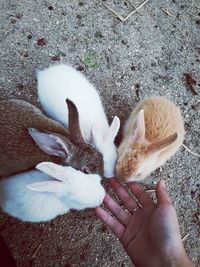 A human hand and feeding a rabbit