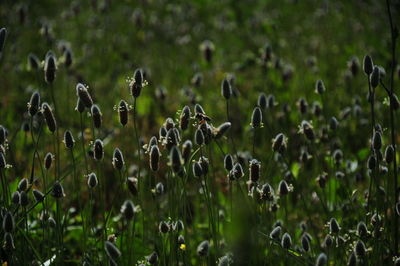 Close-up of plants growing on field