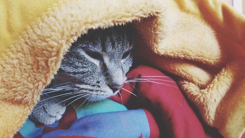 Close-up of a cat resting