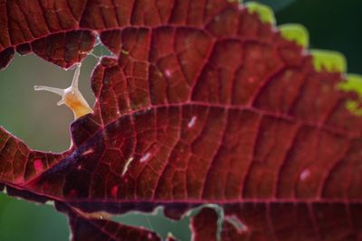 Close-up of leaf in fish tank