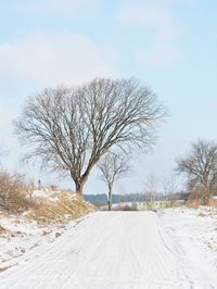 Bare tree on snow covered road against sky