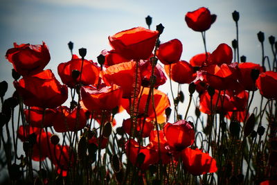 Close-up of poppies on field against sky