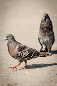 Close-up of seagull perching on ground