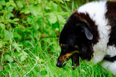 High angle view of dog on grassy field